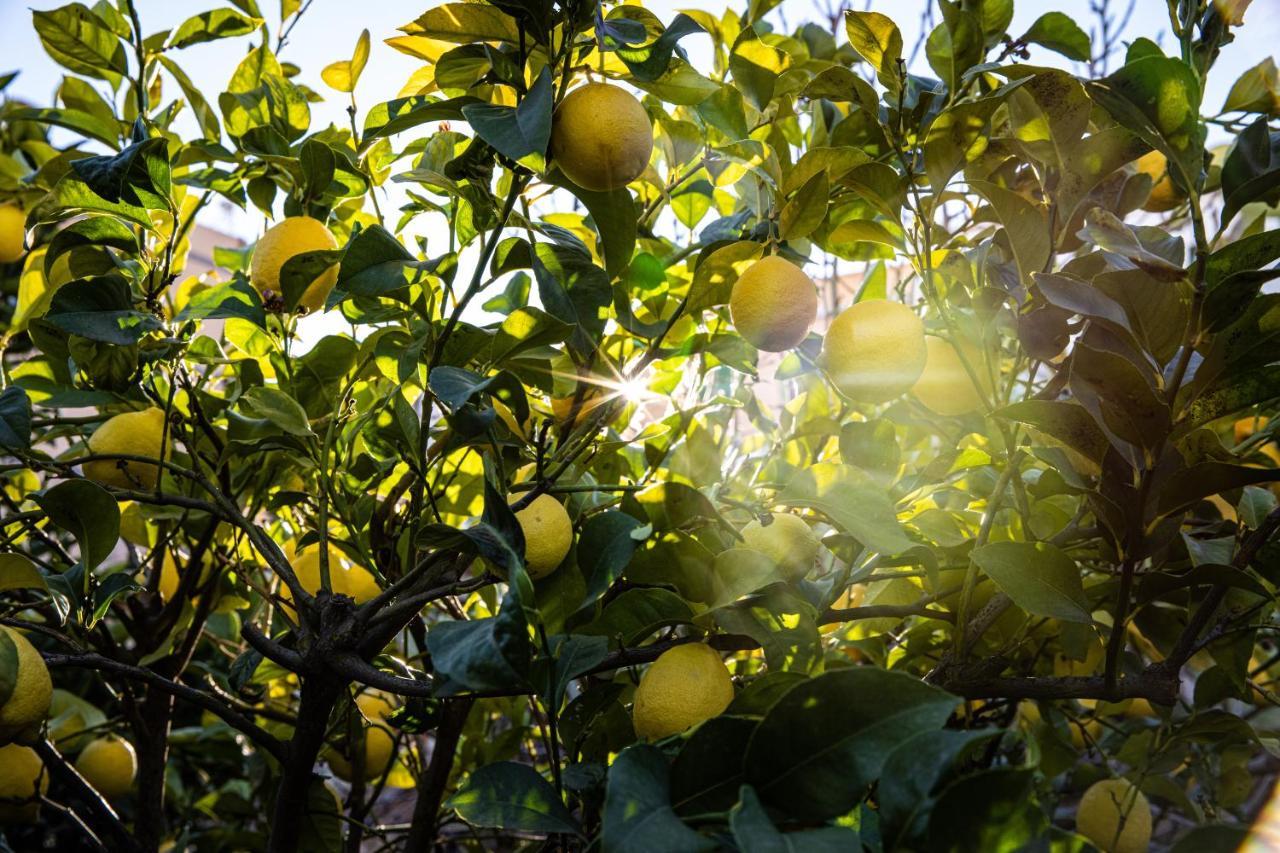 빌라플로르 The Lemon Tree 아파트 외부 사진